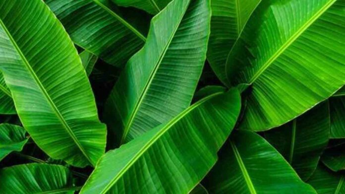 Banana Leaves