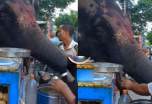 Elephant eating panipuri