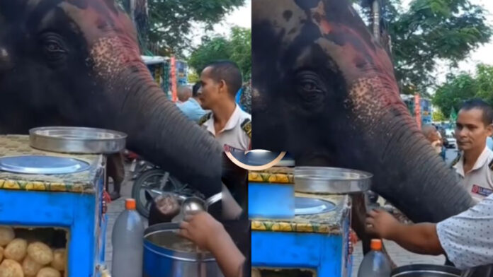 Elephant eating panipuri