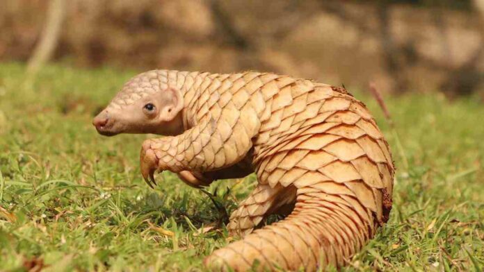 Pangolin