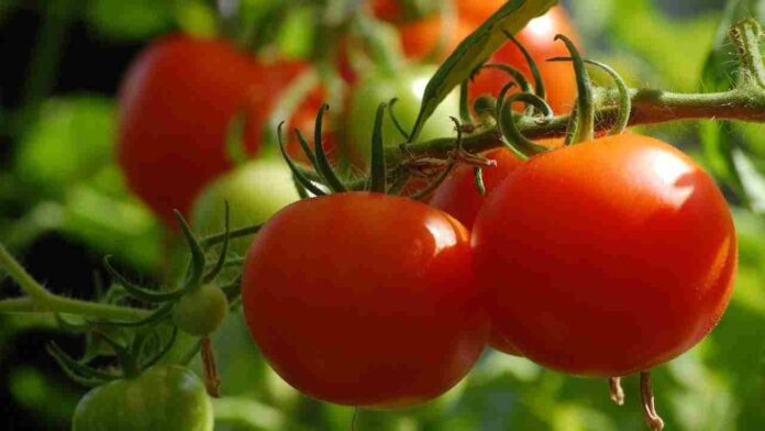 Tomato Prices