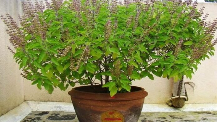 Tulsi Benefits