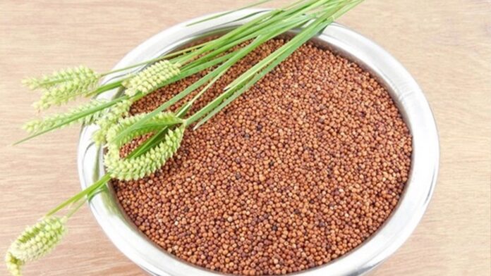 Finger Millet